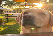 images/hotels2/Dog_friendly.png